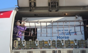 Milyon dolarlık atlar İstanbul’da