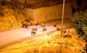 Tunceli'de aç kalan yaban domuzları şehre indi