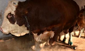 'Şampiyon Doruk' 40 bin liraya alıcısını bekliyor