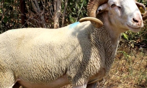 Dana gibi koç görenleri şaşırtıyor