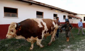 2 bin 207 kiloluk kurbanlık 'Şahin'e fiyat biçilemiyor