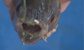 Adana'da pirana paniği