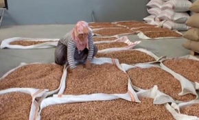 Silifke'de fıstık hasadı başladı