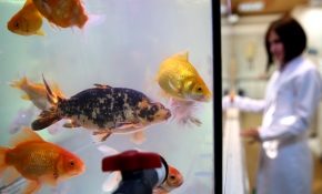 İçme suyu zehirlenmelerine 'Japon balığı' örneği