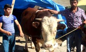 Kurbanlıklar alıcılarını bekliyor