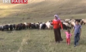 Bir keçileri bile yokken şimdi 40 koyunları var