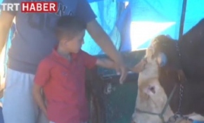 Kurbanlık "Polat" ve "Cahit" alıcılarını bekliyor