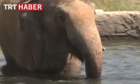 Fil ailesinin bayram temizliği