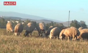 Yağışlar besicinin yüzünü güldürdü