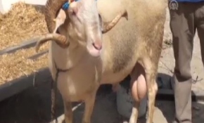 Kurbanlık pazarının gözdesi "Gırbiş"