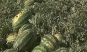 Karpuzu geç ekip hasadını geç yapıyorlar