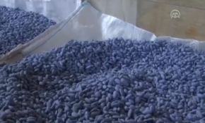 Mardinli ustaların şeker mesaisi