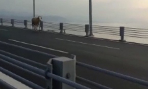 Kaçan kurbanlık sürücülere zor anlar yaşattı