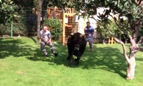 Sahibinin elinden kaçan boğa AVM'nin bahçesinde yakalandı