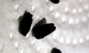 8 bin yıllık tahıl örnekleri bulundu