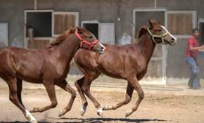 Şampiyon atlar Suriyeli seyise emanet