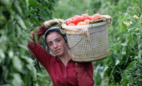 Okul ve çeyiz paralarını tarlada kazanıyorlar
