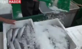 Karadeniz'de palamut bereketi