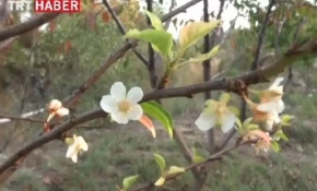 Erik ağacı sonbaharda çiçek açtı