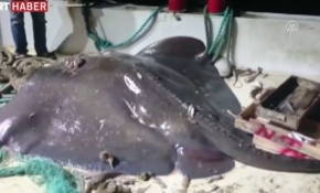 Çeşme'de dev vatoza rastlandı