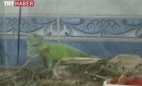 İguana sahibini buldu
