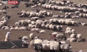 Göçerlerin zorlu eve dönüş yolculuğu