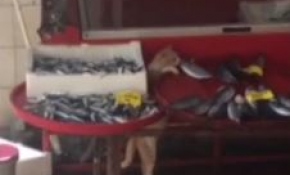 Palamut avcısı kedi