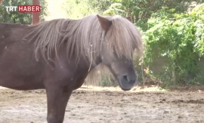 FETÖ'nün kapatılan okulundaki atlara el konuldu