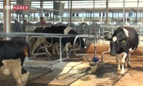 Hayvancılığa Çukurova'dan aday boğa desteği