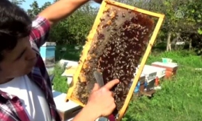 Kraliçe arılar "ekmek kapısı" oldu