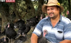 Şehir stresinden kaçıp "hindi çobanı" oldu