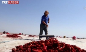 Kurutulan Türk domatesleri Avrupa mutfağında