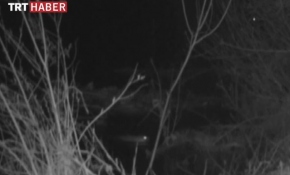 Su samuru foto kapanla görüntülendi