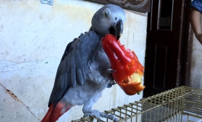 Hem Urfalı hem isotçu oldu