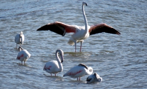 Genç flamingolar 'büyük göçe' hazırlanıyor