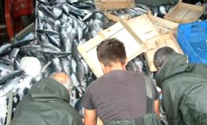 Marmara'da palamut bereketi