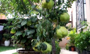 'Dal kıran' kiloluk armutlar, görenleri şaşırtıyor