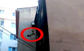 Köpek 5. kattan böyle atladı