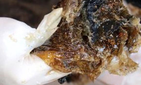 Fıstığın sakızı da para ediyor