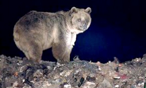 Göçmen boz ayılar Şavşat'ta beslenip Sarıkamış'ta uyuyor