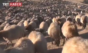 Göçerlerin dönüş yolculuğu sürüyor