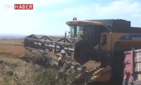 Çankırı'da çeltik hasadı başladı