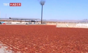 Mevsimlik işçiler "kırmızı altın"la geçiniyor