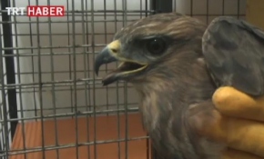 Avcıların vurduğu kızıl doğan tedavi edildi