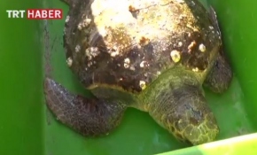 Caretta Caretta kurtarma operasyonu