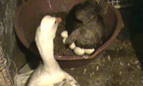 Hindi, Alman kazı yumurtasıyla kuluçkaya yattı