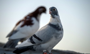 Cerablus'un güvercinleri yeniden özgürlüğe kanat çırpıyor