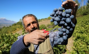Cimin üzümünde hasat zamanı