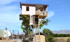 Ceviz ağacına iki katlı ahşap ev yaptı