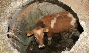 Kuyuya düşen danayı itfaiye kurtardı